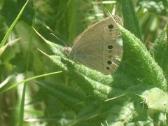Stegosatyrus periphas