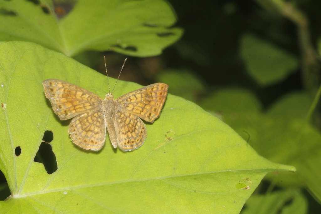 Arizona Metalmark