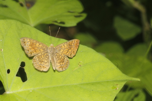 Arizona Metalmark