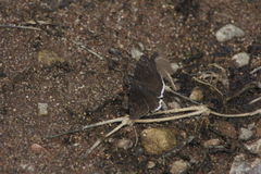 Erynnis tristis tatius