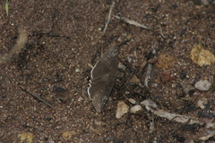 Erynnis tristis tatius