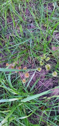 Juncus validus iNat (2)