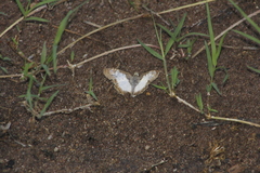 Antigonus emorsa