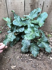 Arum italicum