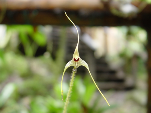 Porroglossum muscosum