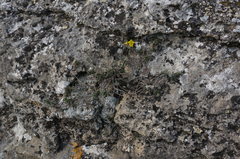 Helianthemum oelandicum orientale