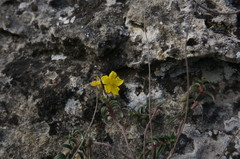 Helianthemum oelandicum orientale