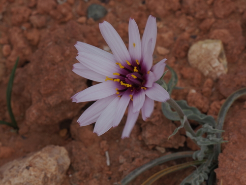 Pseudopodospermum undulatum