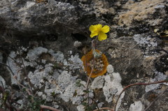Helianthemum oelandicum orientale