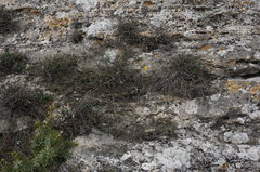 Helianthemum oelandicum orientale
