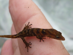 Sphaerodactylus microlepis