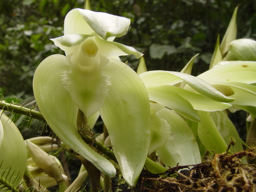 Ida ciliata