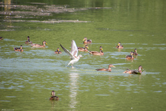 Chroicocephalus ridibundus