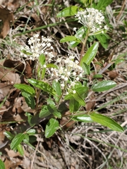 Ceanothus herbaceus
