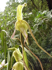 Phragmipedium lindenii, photograph (c) Frank Dietze, some rights reserved (CC BY)