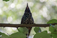 Sturnus vulgaris