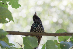 Sturnus vulgaris