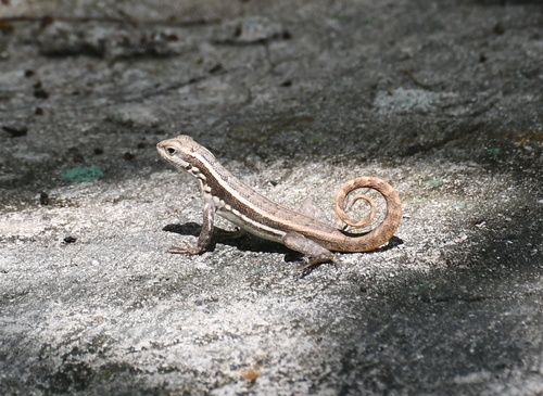 Santo Domingo Curlytail Lizard