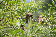 Passer domesticus