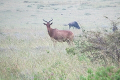 Alcelaphus buselaphus cokii