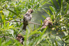 Passer domesticus