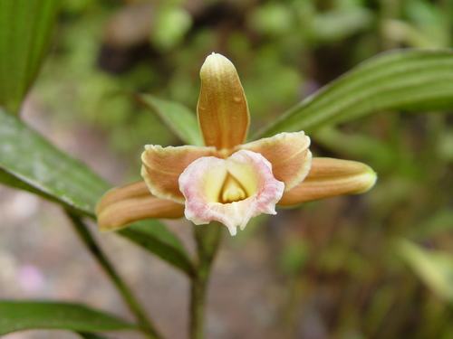 Sobralia atropubescens, photograph 5