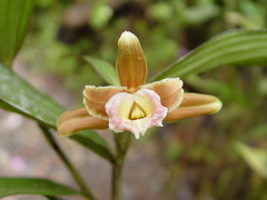 Sobralia atropubescens, photograph (c) Frank Dietze, some rights reserved (CC BY)