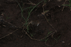 Cogia hippalus hippalus