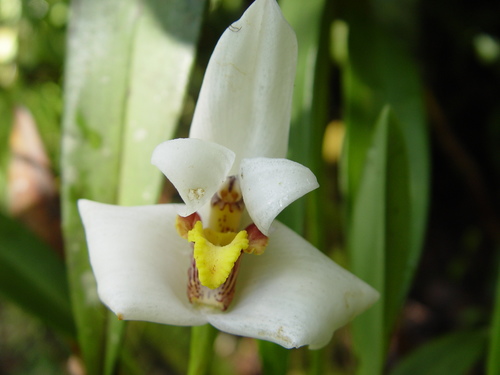 Maxillaria grandiflora, photograph 2