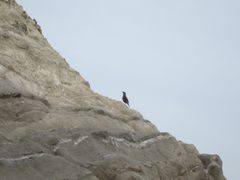 Monticola solitarius