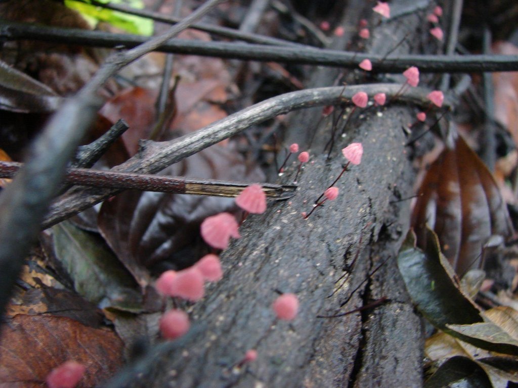Marasmius haematocephalus · April 2008 · photo: © leonardobergamini (iNaturalist, cc-by)