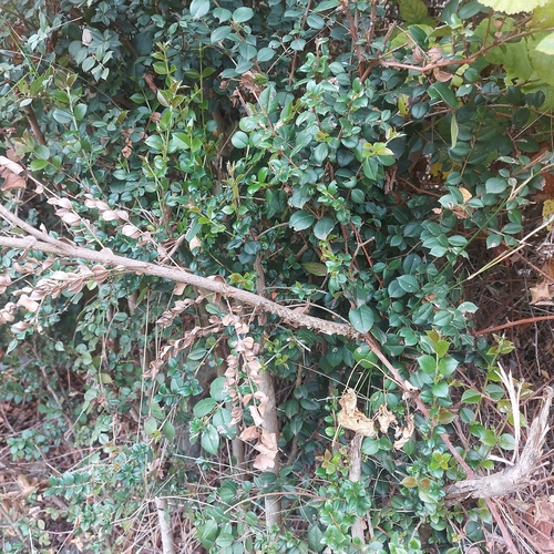 Vanilla tree