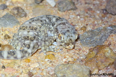 Stenodactylus sthenodactylus