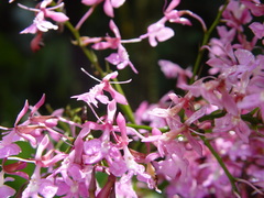 Epidendrum nanegalense