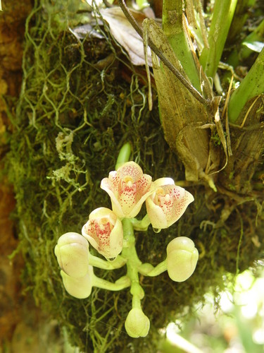 Lycomormium ecuadorense, photograph 5