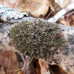 Melanohalea septentrionalis