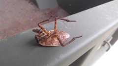 Belostoma