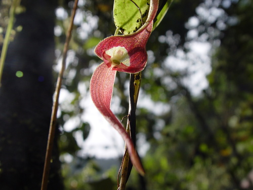 Pleurothallis ruberrima, photograph 5