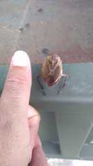 Belostoma