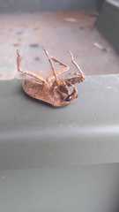 Belostoma