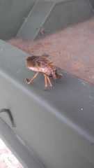 Belostoma