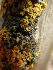 Xanthoriicola physciae