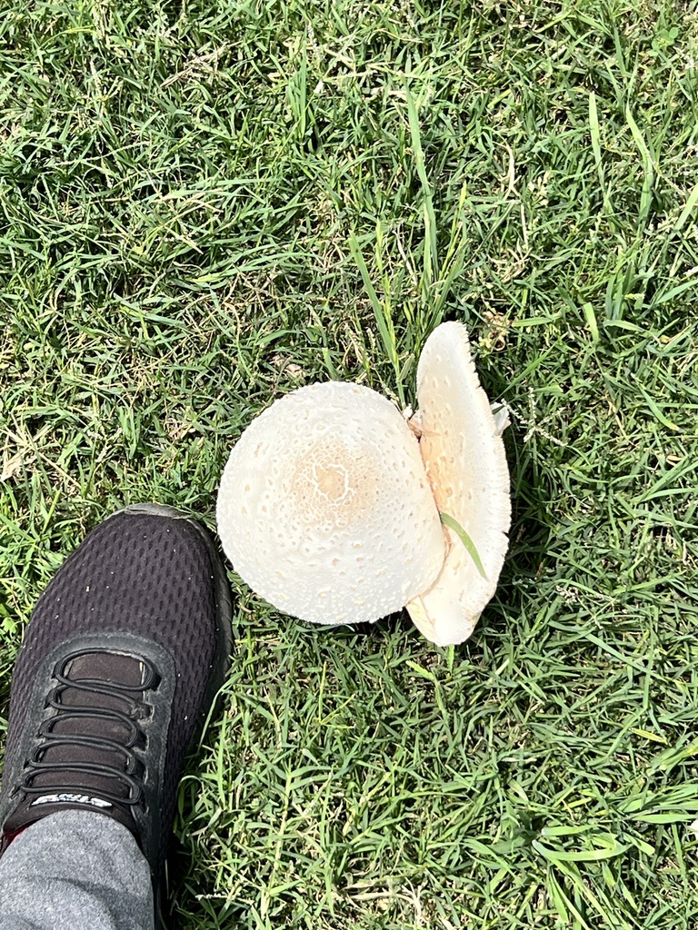 Chlorophyllum molybdites · April 2026 · photo: © michelle_lopez (iNaturalist, cc0)