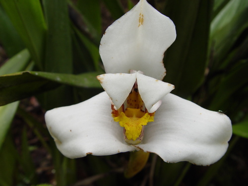 Maxillaria grandiflora, photograph 3