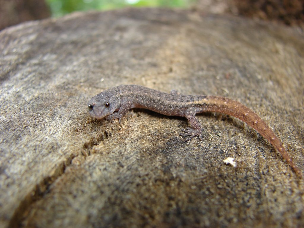 Goias Gecko