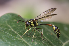 Eustenogaster micans