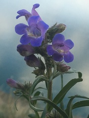 Penstemon gormanii