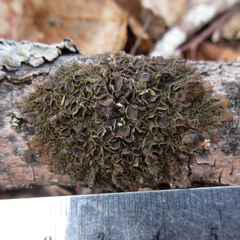 Melanohalea septentrionalis