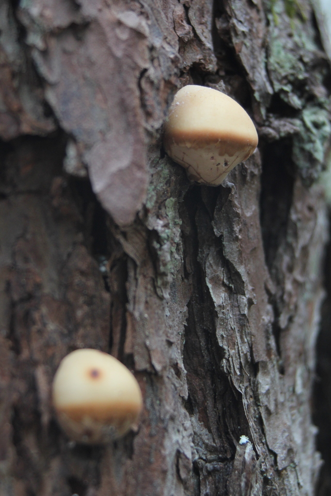 Cryptoporus volvatus · April 2026 · photo: © odawgie (iNaturalist, cc-by)