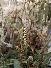 Danaus plexippus plexippus